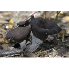 Мицелий Лисички серой / Вороночник рожковидный (Craterellus cornukopioides)